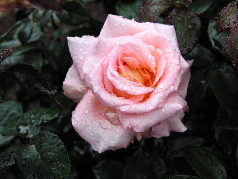 Pink Rose with Water Droplets — Calm, Photograph, Leaves