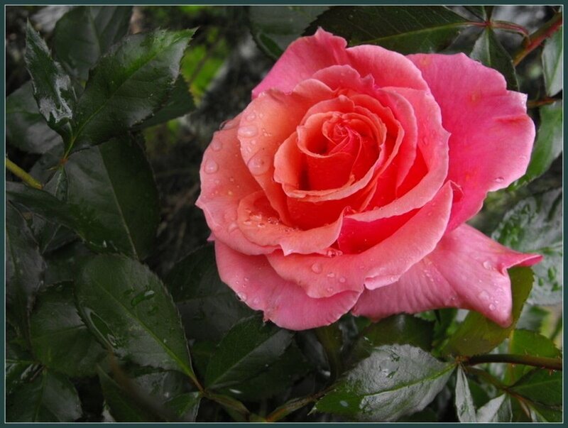 Pink Rose with Water Droplets — Calm, Photograph