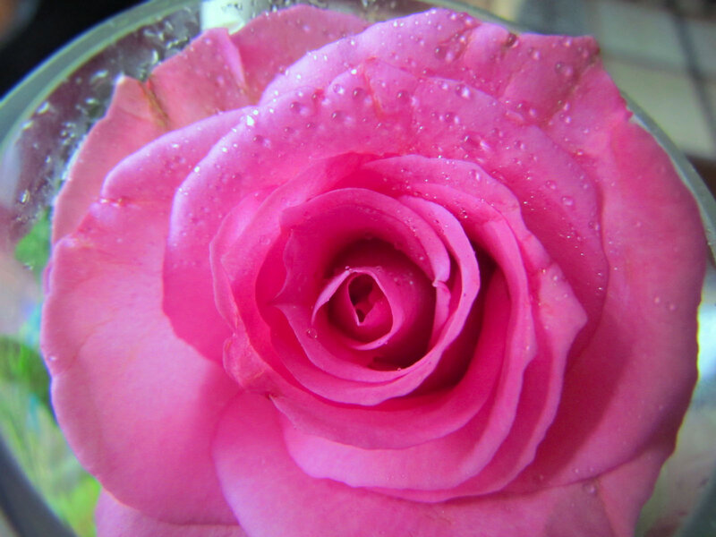 Pink Rose with Water Droplets — Calm, Photograph, Water Droplets, Glass