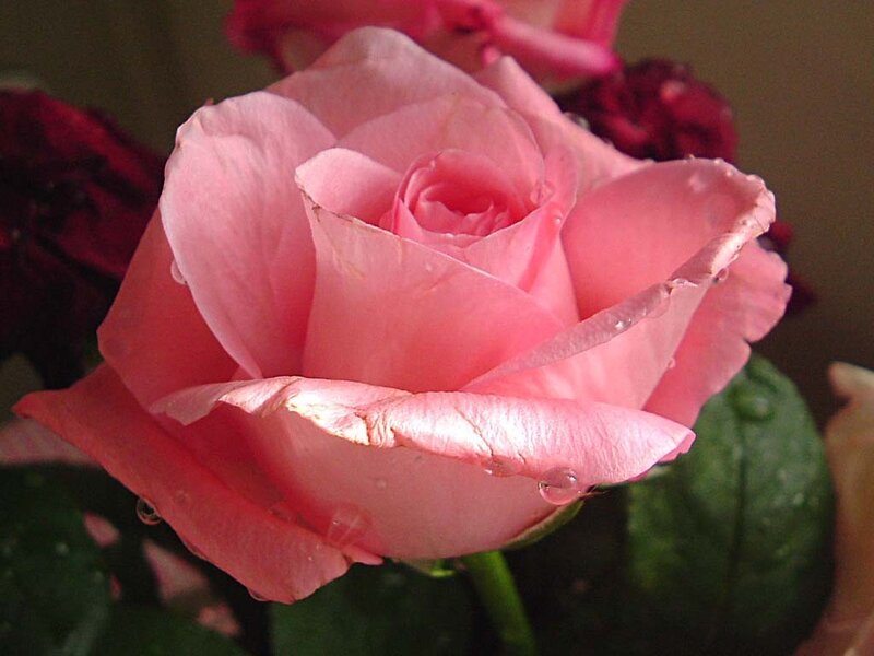Pink Rose with Water Droplets — Calm, Photograph, Water Droplets, Green Leaves, Other Roses, Green