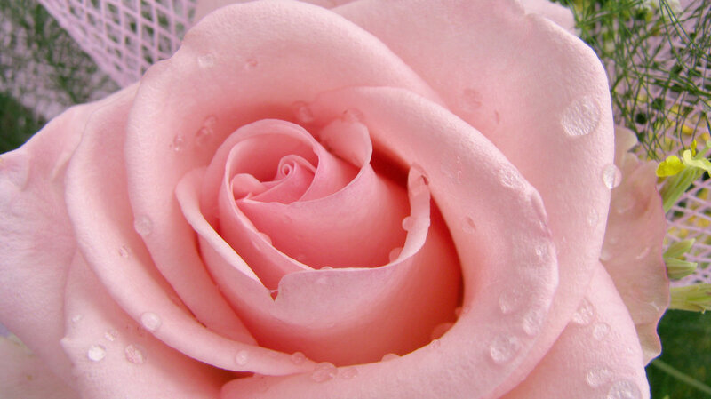 Pink Rose with Water Droplets — Calm, Photograph, Water Droplets, Greenery