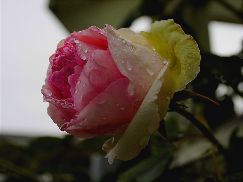 Pink Rose with Water Droplets — Calm, Photograph, Water Droplets