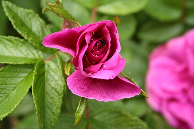 Pink Rose with Water Droplets — Calm, Spring, Photograph