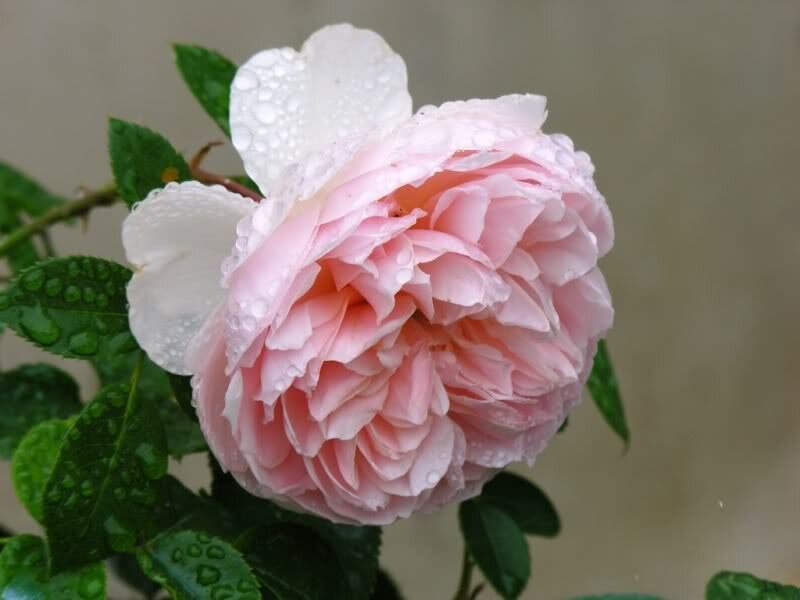 Pink Rose with Water Droplets — Calm, Spring