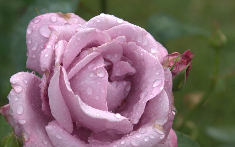 Pink Rose with Water Droplets — Calm