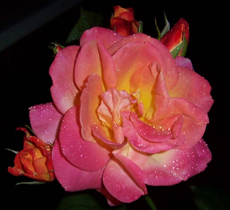 Pink Rose with Water Droplets — Dramatic, Night, Photograph, Buds