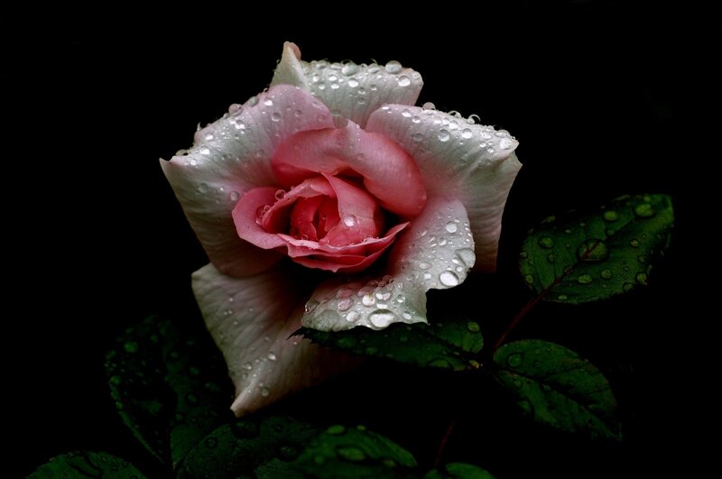 Pink Rose with Water Droplets — Dramatic, Night, Photograph, Leaf