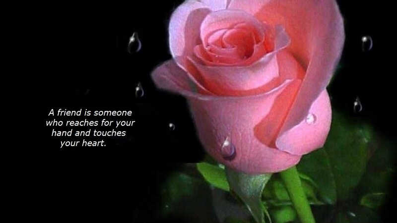 Pink Rose with Water Droplets — Dramatic, Night, Photograph, Text