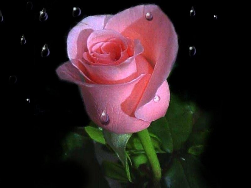 Pink Rose with Water Droplets — Dramatic, Night, Photograph