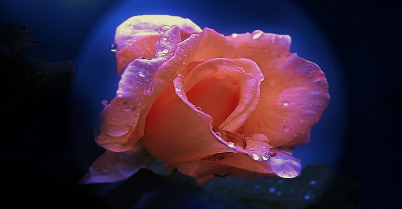 Pink Rose with Water Droplets — Dramatic, Night, Photograph, Water Droplets, Dark Background