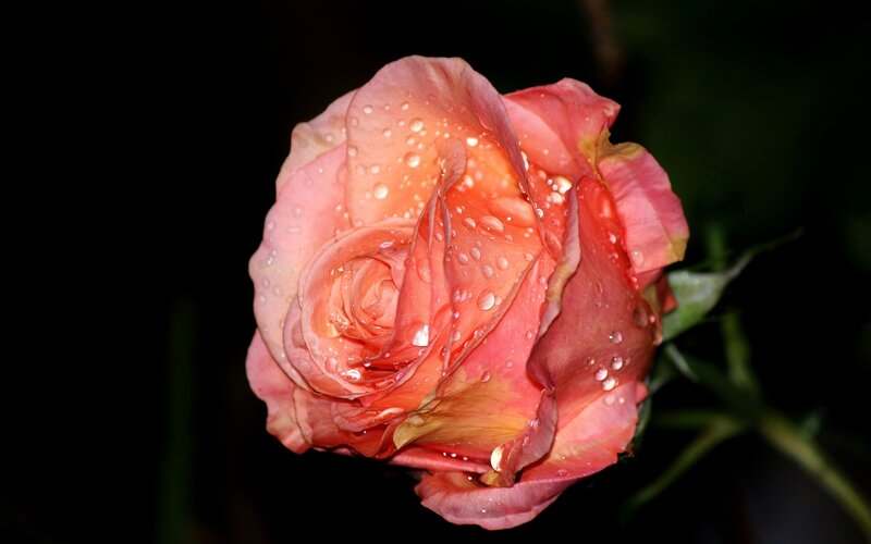 Pink Rose with Water Droplets — Dramatic, Night, Photograph, Water Droplets, Green Stem