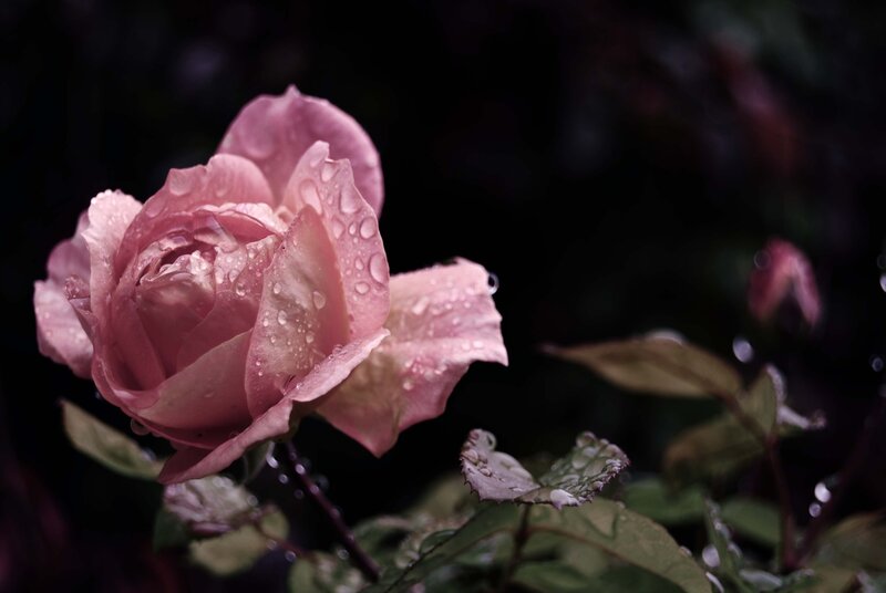 Pink Rose with Water Droplets — Dramatic, Night, Photograph, Water Droplets, Leaves