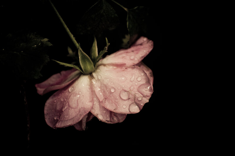 Pink Rose with Water Droplets — Dramatic, Night