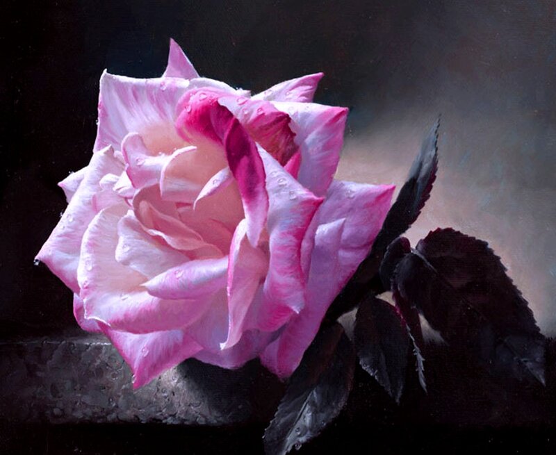 Pink Rose with Water Droplets — Dramatic, Painting