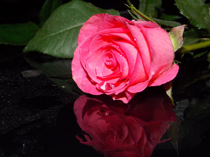 Pink Rose with Water Droplets — Dramatic, Photograph, Green Leaves, Reflection