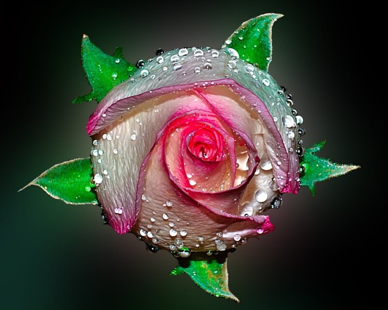 Pink Rose with Water Droplets — Dramatic, Photograph, Green Leaves
