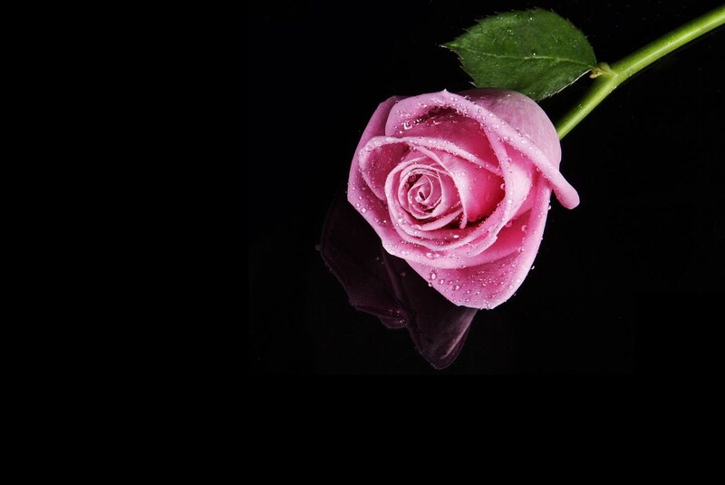 Pink Rose with Water Droplets — Dramatic, Photograph, Leaf, Stem, Reflection
