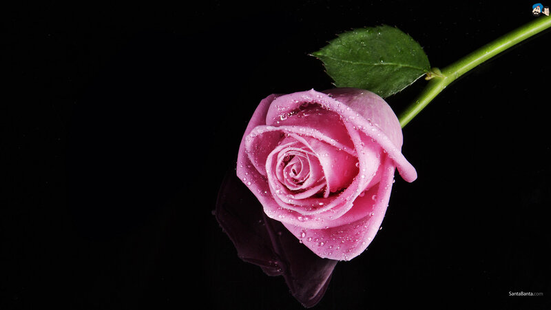 Pink Rose with Water Droplets — Dramatic, Photograph, Leaf, Stem