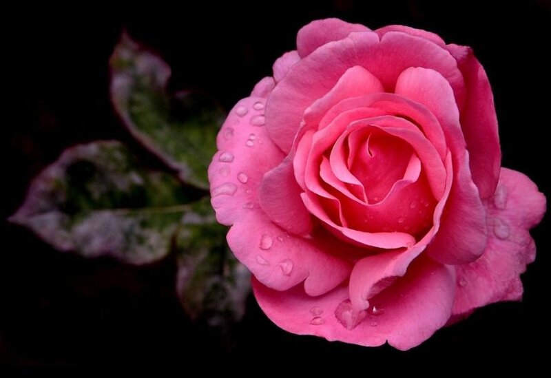 Pink Rose with Water Droplets — Dramatic, Photograph, Leaf