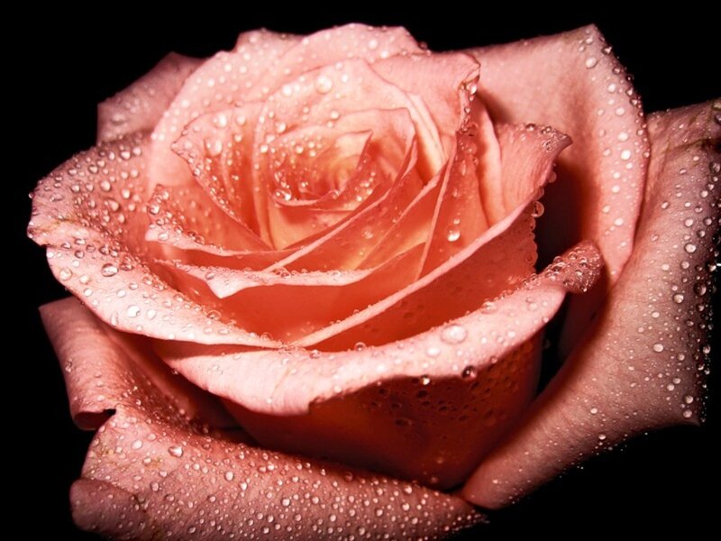 Pink Rose with Water Droplets — Dramatic, Photograph