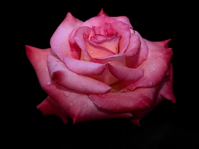 Pink Rose with Water Droplets — Dramatic, Photograph, Water Droplets, Black