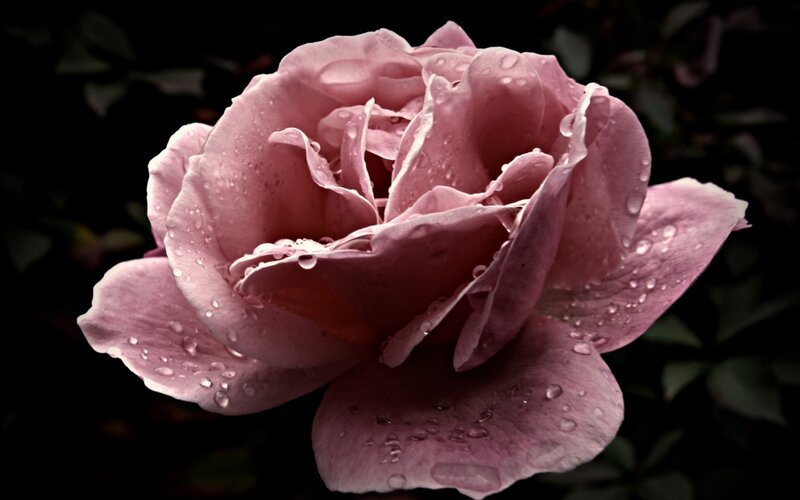 Pink Rose with Water Droplets — Dramatic, Photograph, Water Droplets, Dark Background, Black