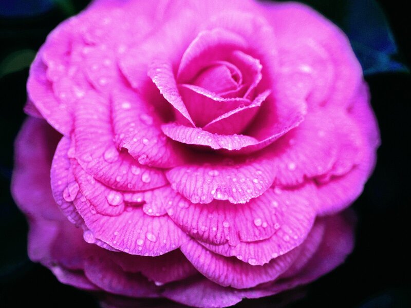 Pink Rose with Water Droplets — Dramatic, Photograph, Water Droplets, Dark Background, Purple