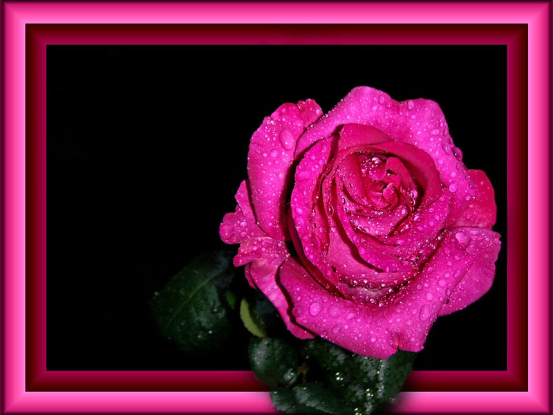 Pink Rose with Water Droplets — Dramatic, Photograph, Water Droplets, Green Leaves, Frame