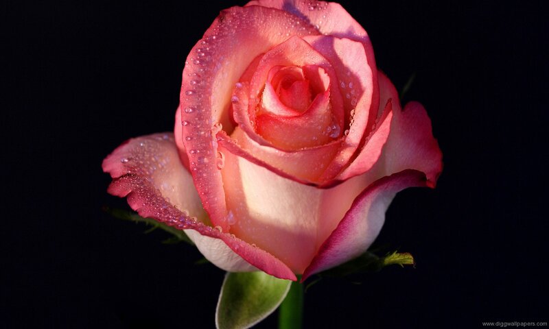Pink Rose with Water Droplets — Dramatic, Photograph, Water Droplets, Green Stem, Dark Background