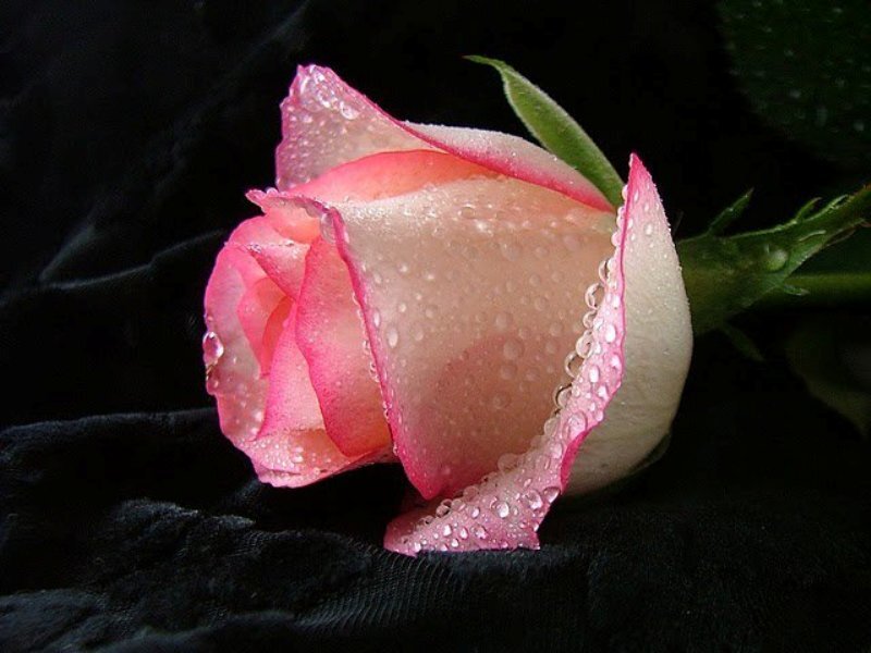 Pink Rose with Water Droplets — Dramatic, Photograph, Water Droplets, Green Stem