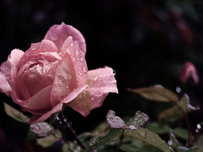 Pink Rose with Water Droplets — Dramatic, Photograph, Water Droplets, Leaves, Bloom