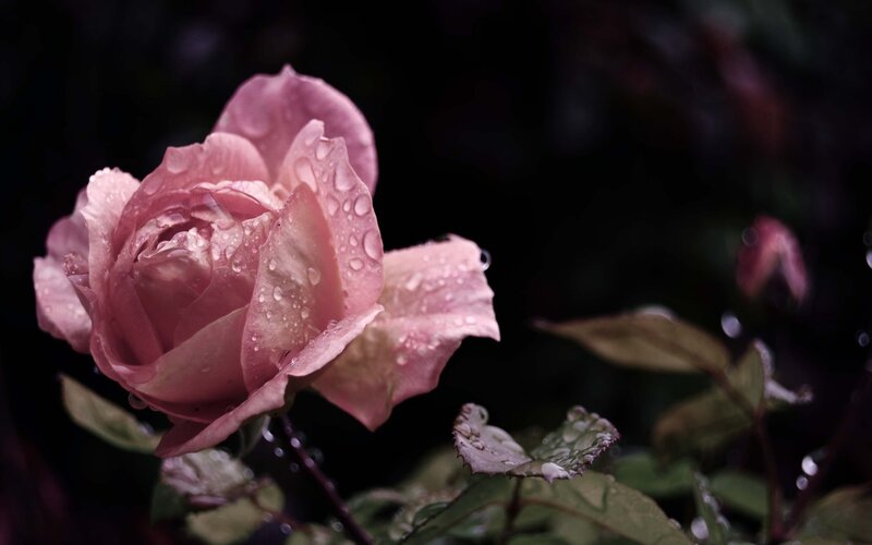 Pink Rose with Water Droplets — Dramatic, Photograph, Water Droplets, Leaves, Bud