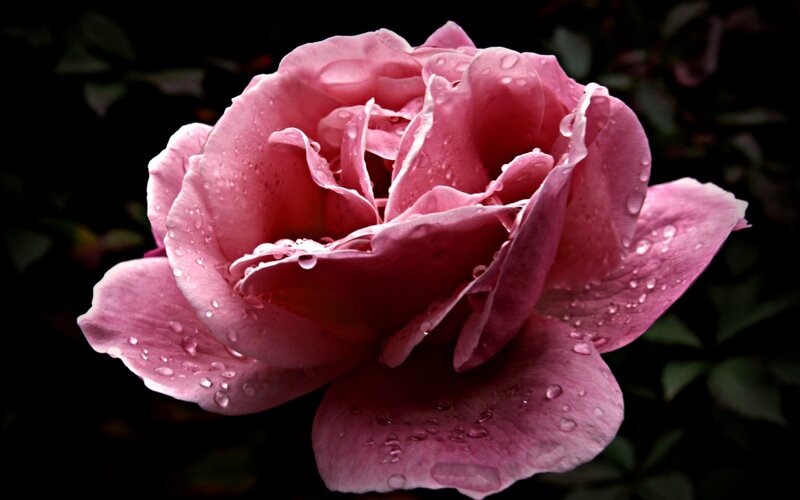 Pink Rose with Water Droplets — Dramatic, Photograph, Water Droplets, Petals, Dark Background