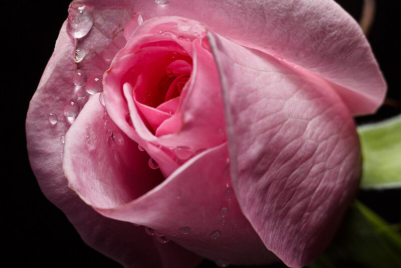 Pink Rose with Water Droplets — Dramatic, Photograph, Water Droplets, Petals, Green Stem