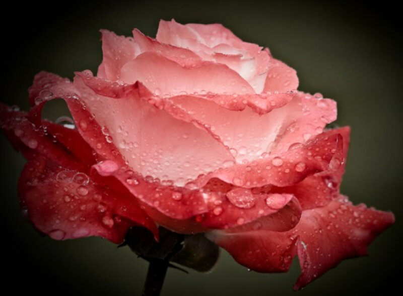 Pink Rose with Water Droplets — Dramatic, Photograph, Water Droplets, Petals, Red, Green
