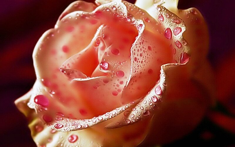 Pink Rose with Water Droplets — Dramatic, Photograph, Water Droplets, Petals