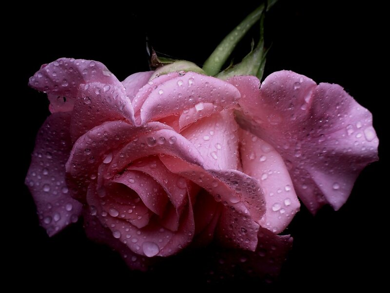 Pink Rose with Water Droplets — Dramatic, Photograph, Water Droplets, Stem
