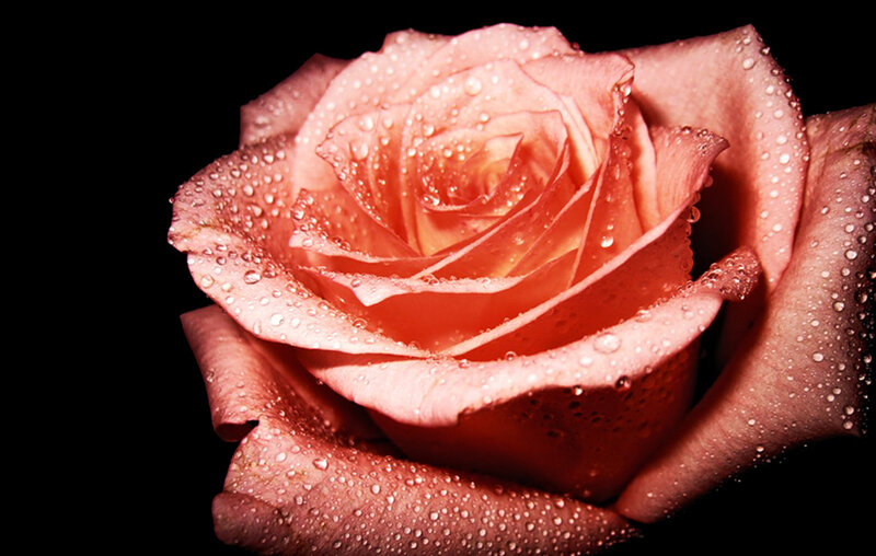 Pink Rose with Water Droplets — Dramatic, Photograph, Water Droplets