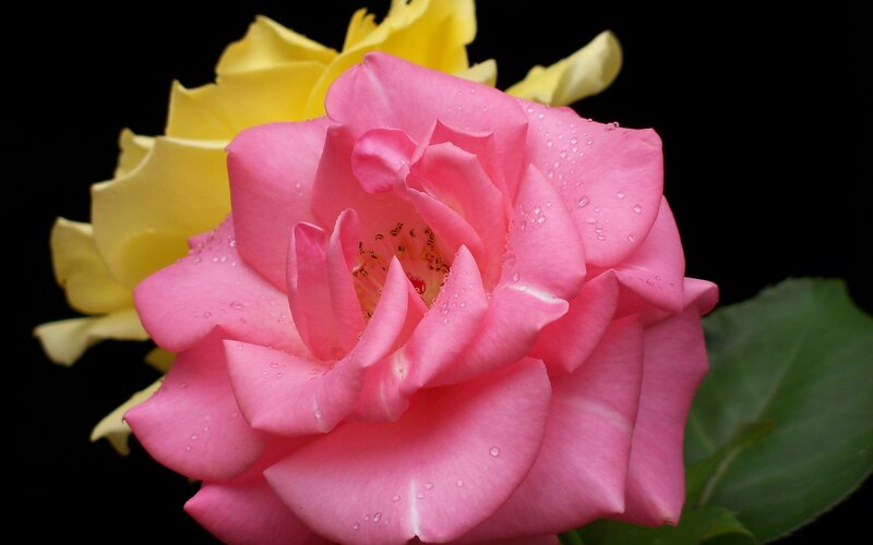Pink Rose with Water Droplets — Dramatic, Photograph, Yellow Flower