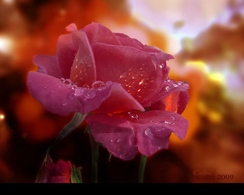 Pink Rose with Water Droplets — Dramatic, Sunset