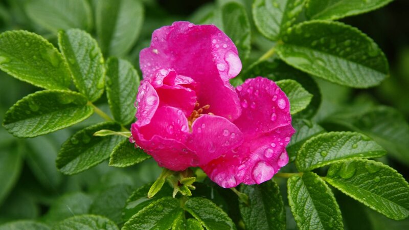 Pink Rose with Water Droplets — Fresh, Spring