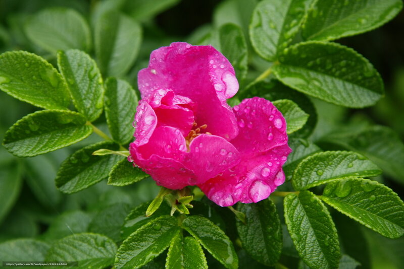 Pink Rose with Water Droplets — Fresh