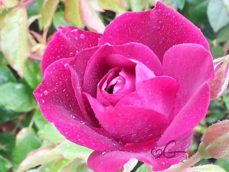 Pink Rose with Water Droplets — Magenta, Calm