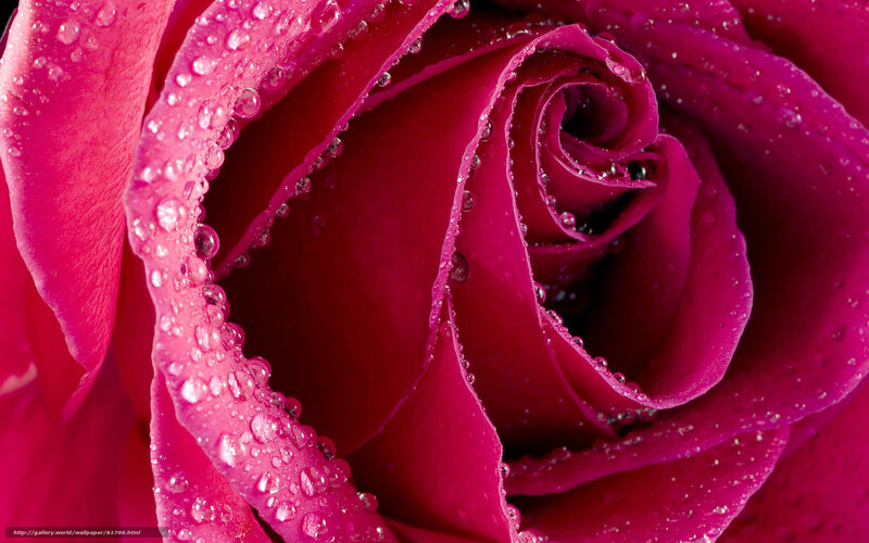 Pink Rose with Water Droplets — Magenta, Detailed