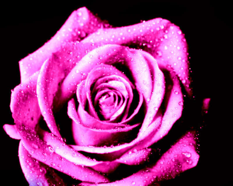 Pink Rose with Water Droplets — Magenta, Dramatic, Photograph