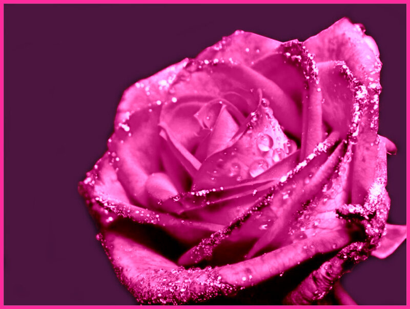 Pink Rose with Water Droplets — Magenta, Dramatic, Photograph, Water Droplets