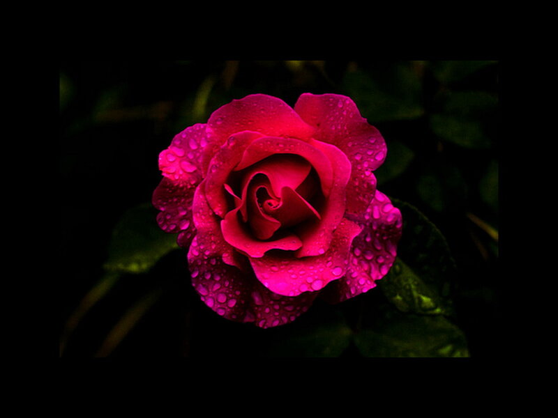 Pink Rose with Water Droplets — Magenta, Dramatic