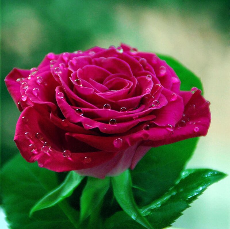Pink Rose with Water Droplets — Magenta, Serene