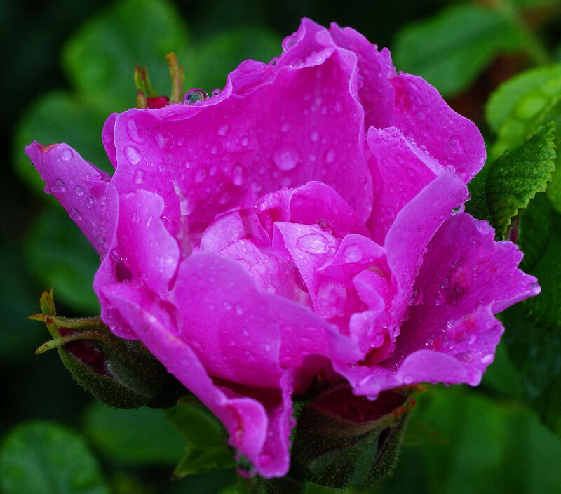 Pink Rose with Water Droplets — Magenta