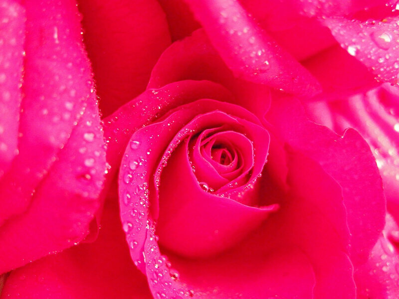 Pink Rose with Water Droplets — Magenta, Vibrant